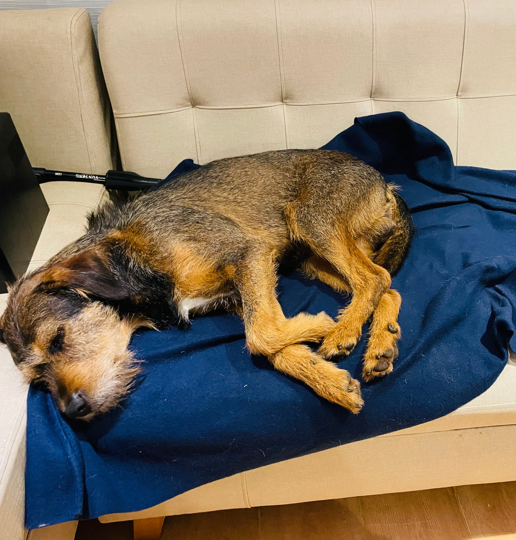 Cobija Para Mascotas