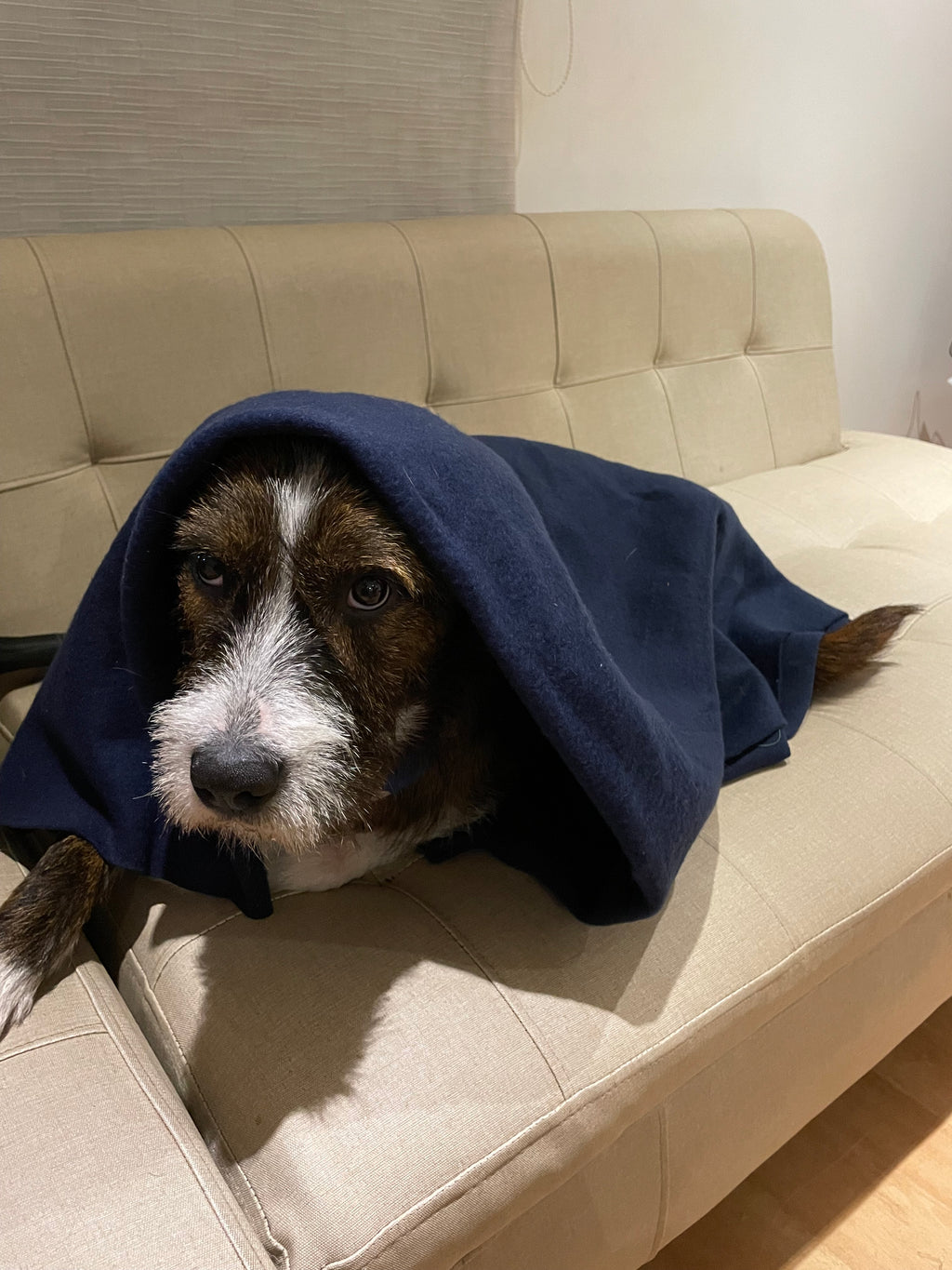 Cobija Para Mascotas