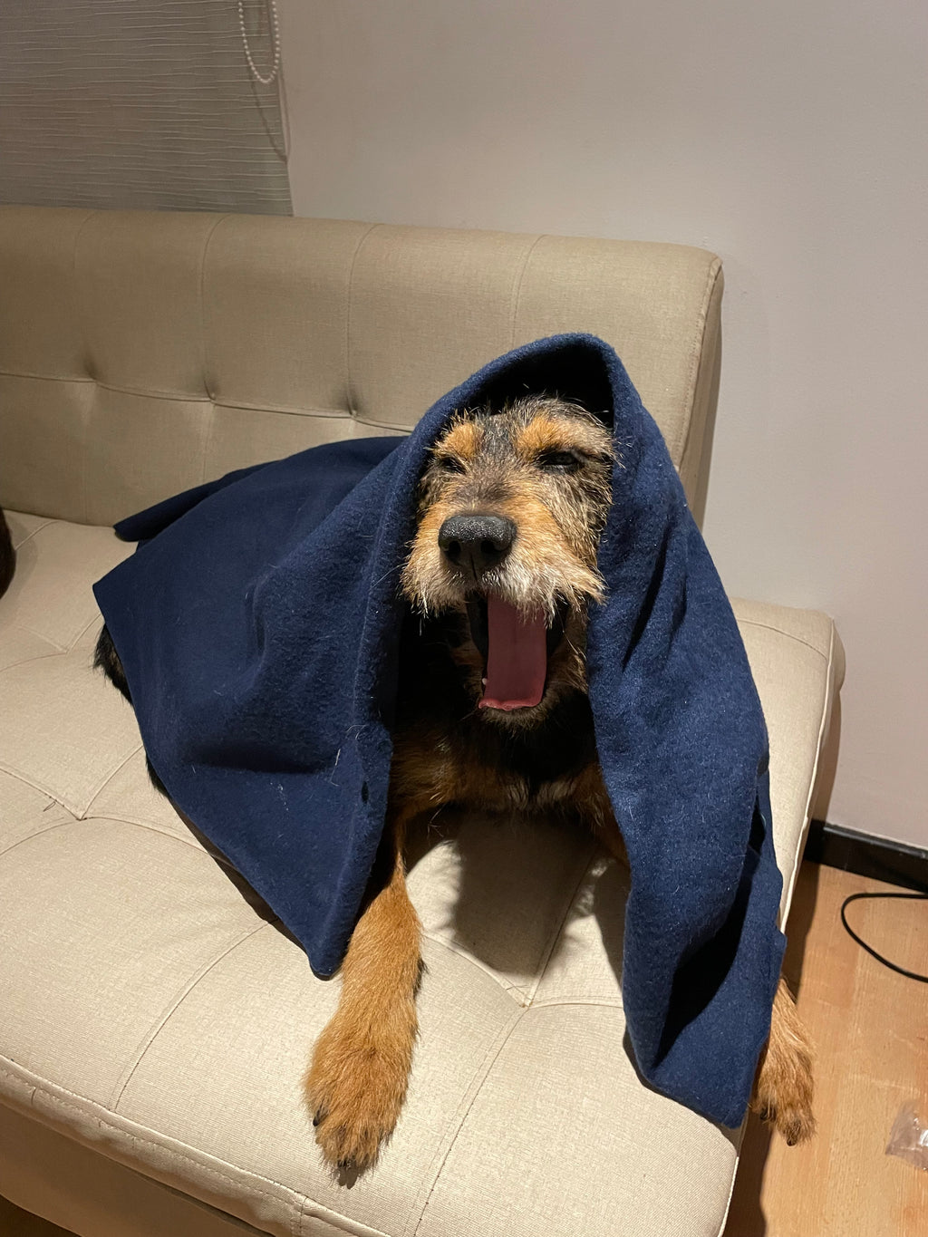 Cobija Para Mascotas